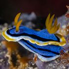 Chromodoris annae (Anna's Chromodoris)