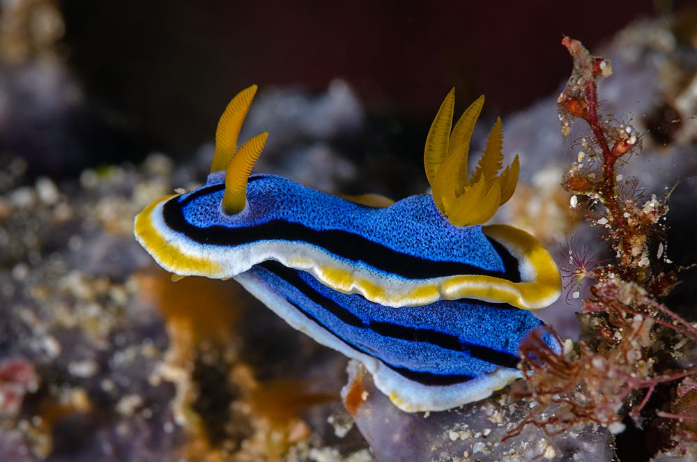 Chromodoris annae (Anna's Chromodoris) Foto & Bild world, sea, meer