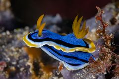 Chromodoris annae (Anna's Chromodoris)