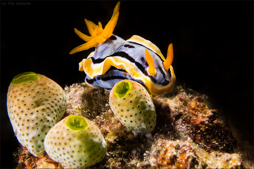 Chromodoris annae