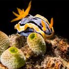 Chromodoris annae