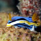 Chromodoris annae