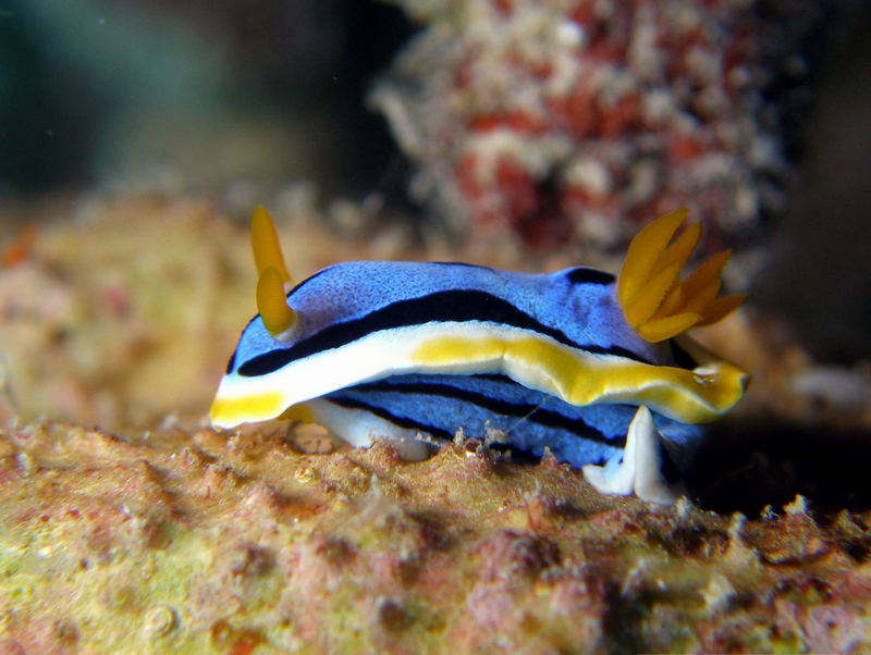 Chromodoris annae