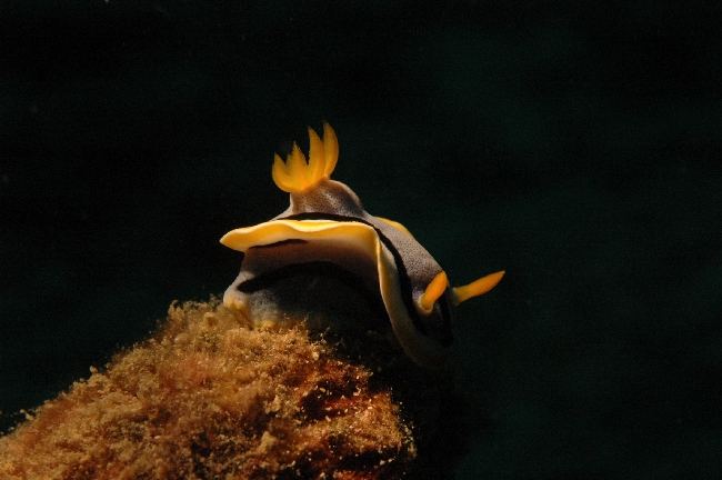 Chromodoris annae (Nudibranch)