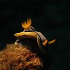 Chromodoris annae (Nudibranch)