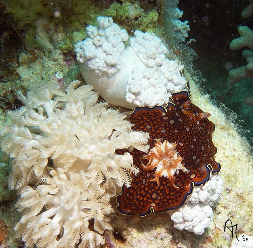 ***  Chromodoris charlottae  ***