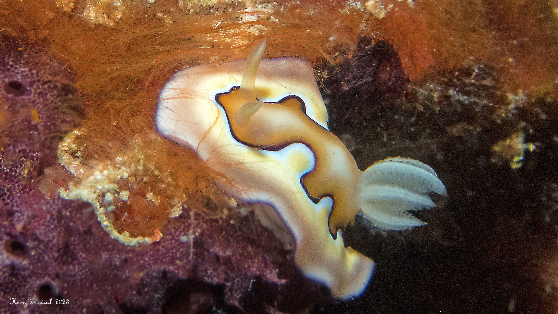 Chromodoris coi