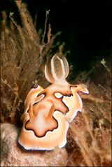 Chromodoris Coi