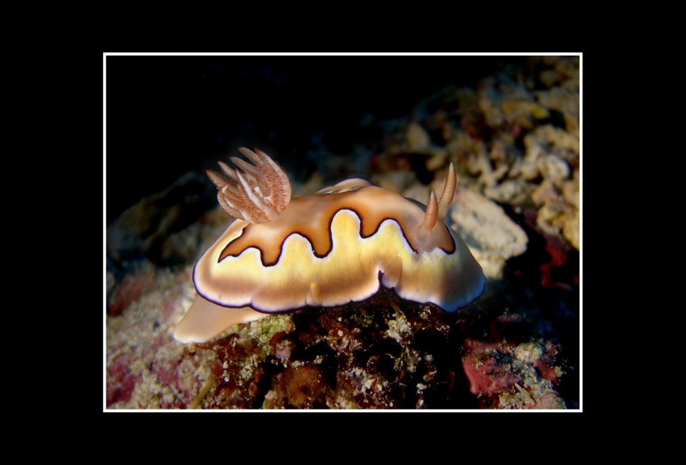 Chromodoris coi