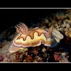 Chromodoris coi