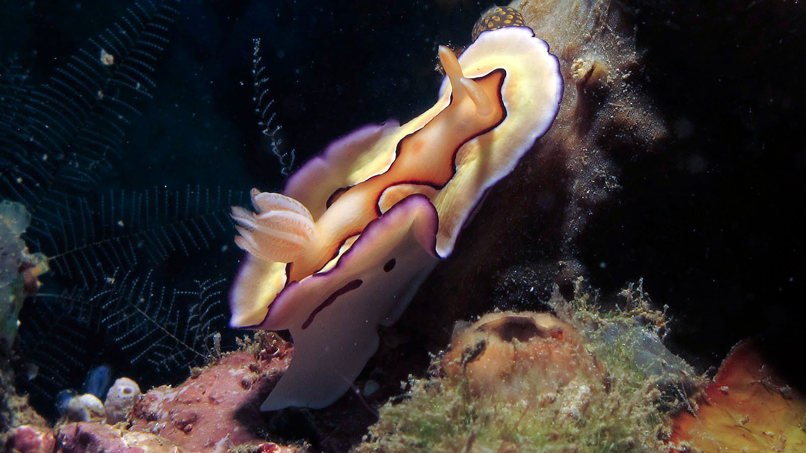 Chromodoris coi - Mantelflapping