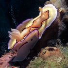 Chromodoris coi - Mantelflapping