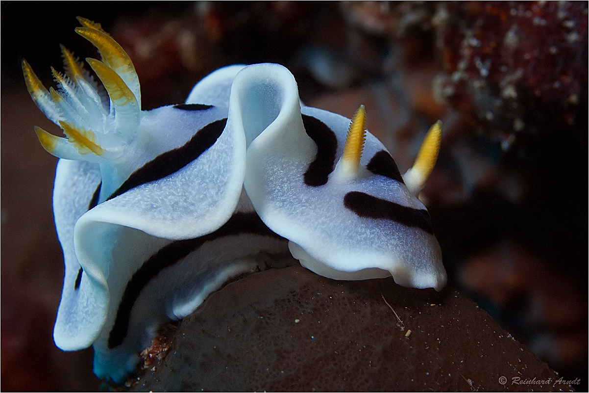 Chromodoris dianae