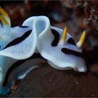 Chromodoris dianae