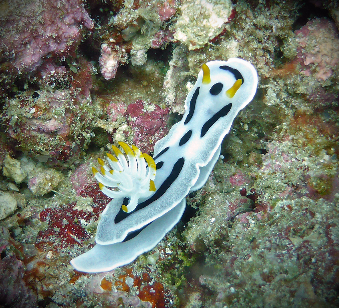 Chromodoris dianae