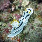 Chromodoris dianae