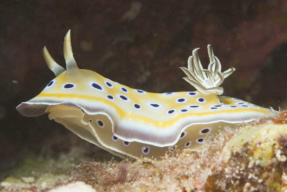 Chromodoris germina