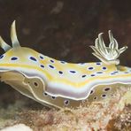 Chromodoris germina