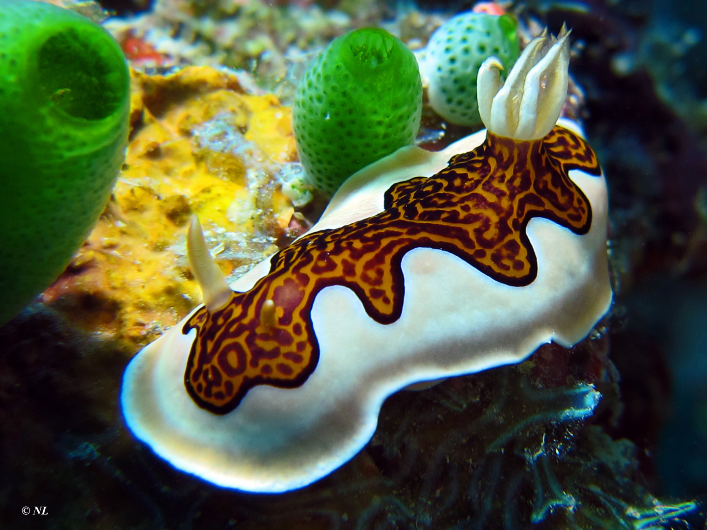 Chromodoris gleniei 2