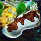 Chromodoris gleniei 2