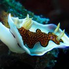 Chromodoris gleniei 3