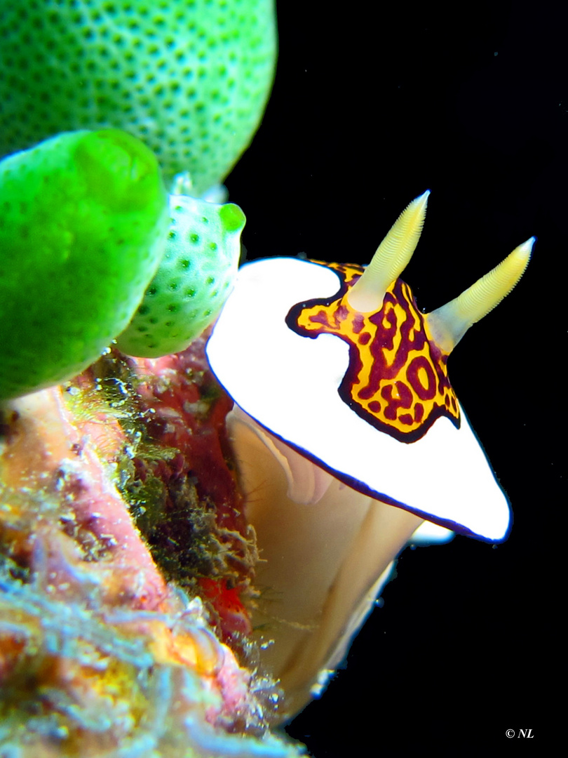 Chromodoris gleniei