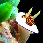 Chromodoris gleniei