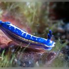 Chromodoris krohni