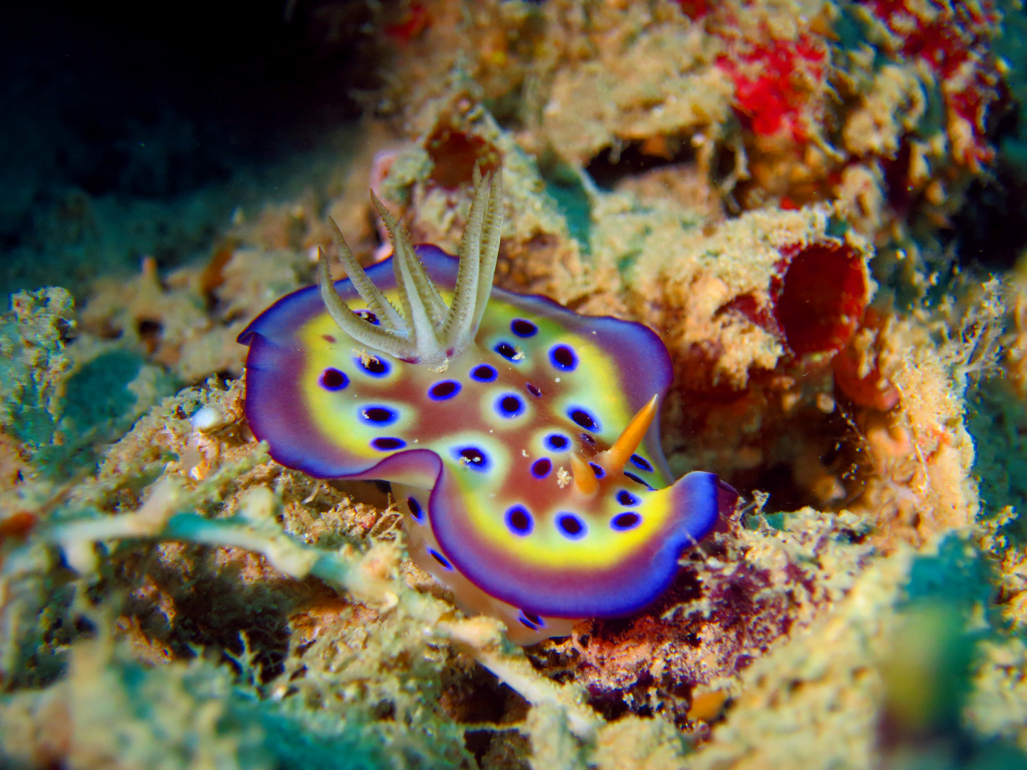 Chromodoris Kunei