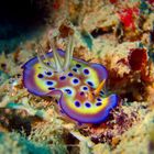 Chromodoris Kunei