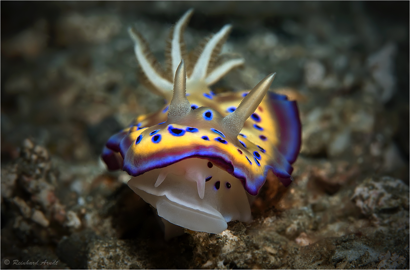 Chromodoris kuniei