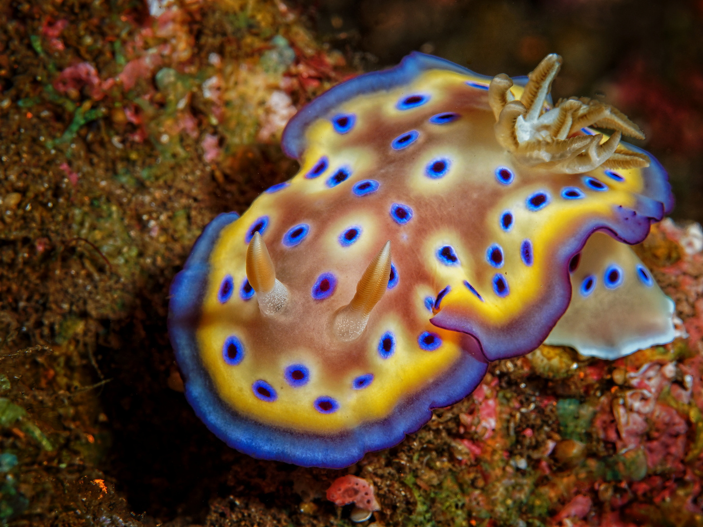 Chromodoris kuniei 