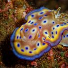 Chromodoris kuniei 