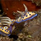 Chromodoris kuniei