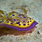 Chromodoris kuniei