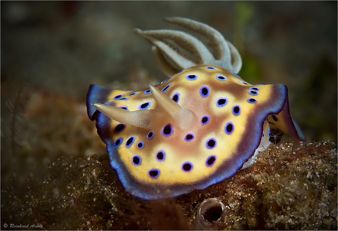 Chromodoris kuniei Foto & Bild fotos, world, asien Bilder auf