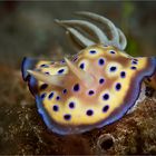 Chromodoris kuniei