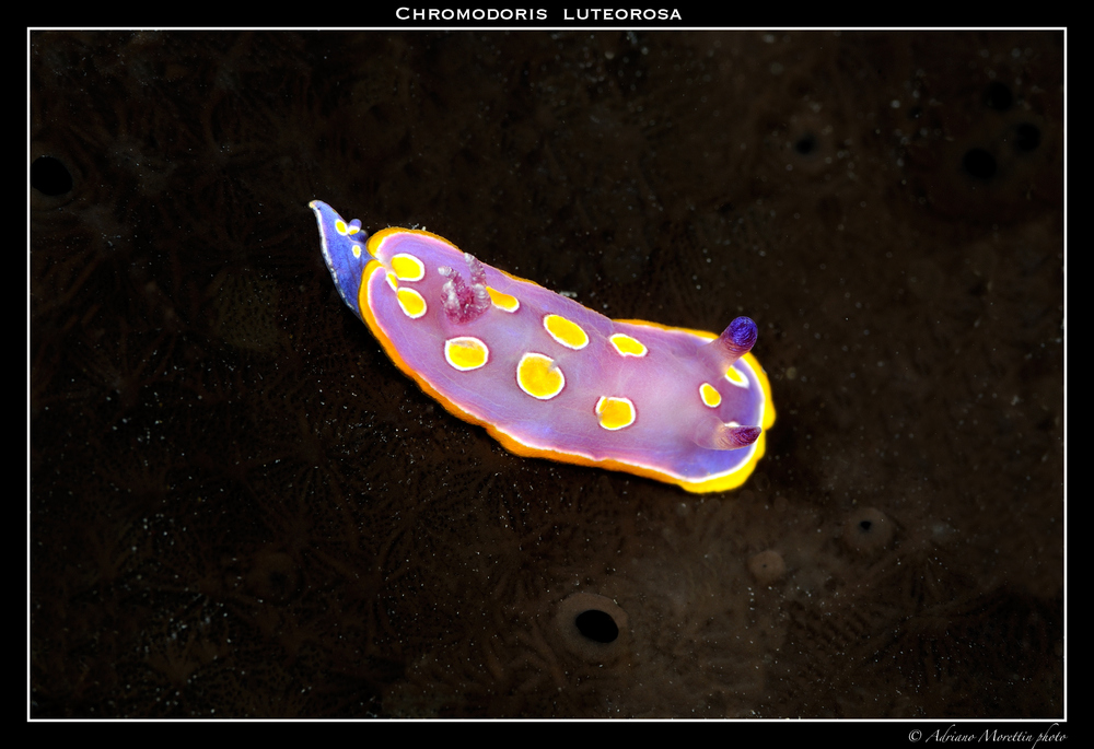 Chromodoris luteorosa