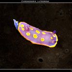 Chromodoris luteorosa