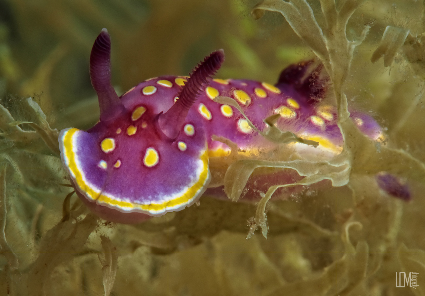 Chromodoris luteorosea