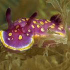 Chromodoris luteorosea