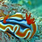 Chromodoris magnifica