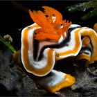 Chromodoris magnifica