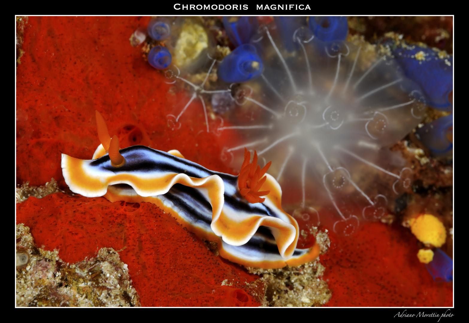 Chromodoris magnifica