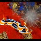 Chromodoris magnifica