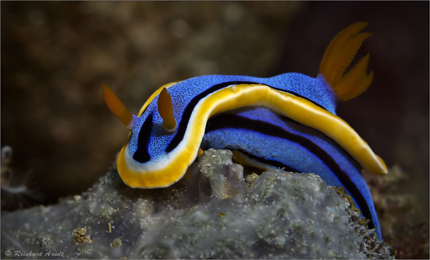 Chromodoris magnifica (4)