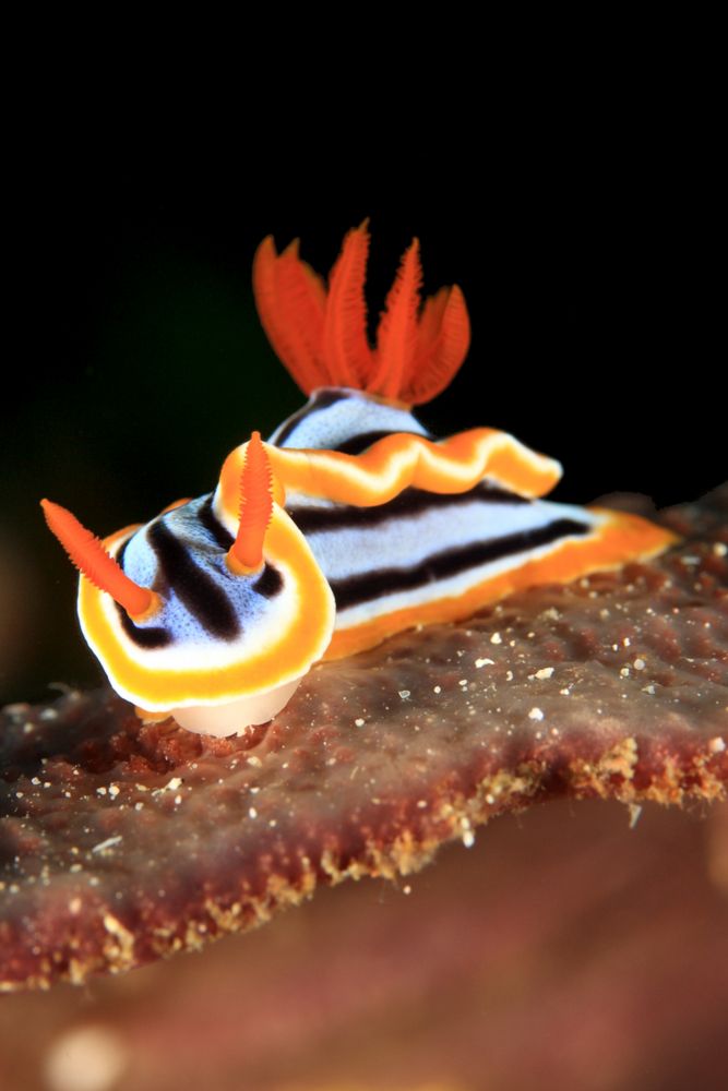 Chromodoris magnifica