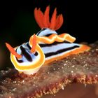 Chromodoris magnifica