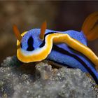 Chromodoris magnificad