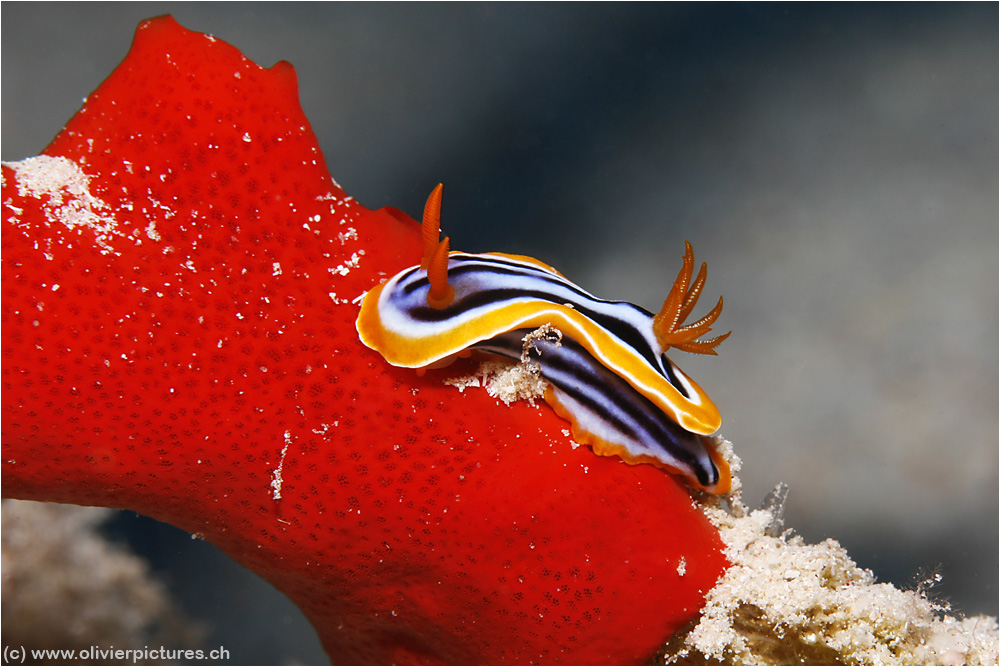 Chromodoris quadricolor